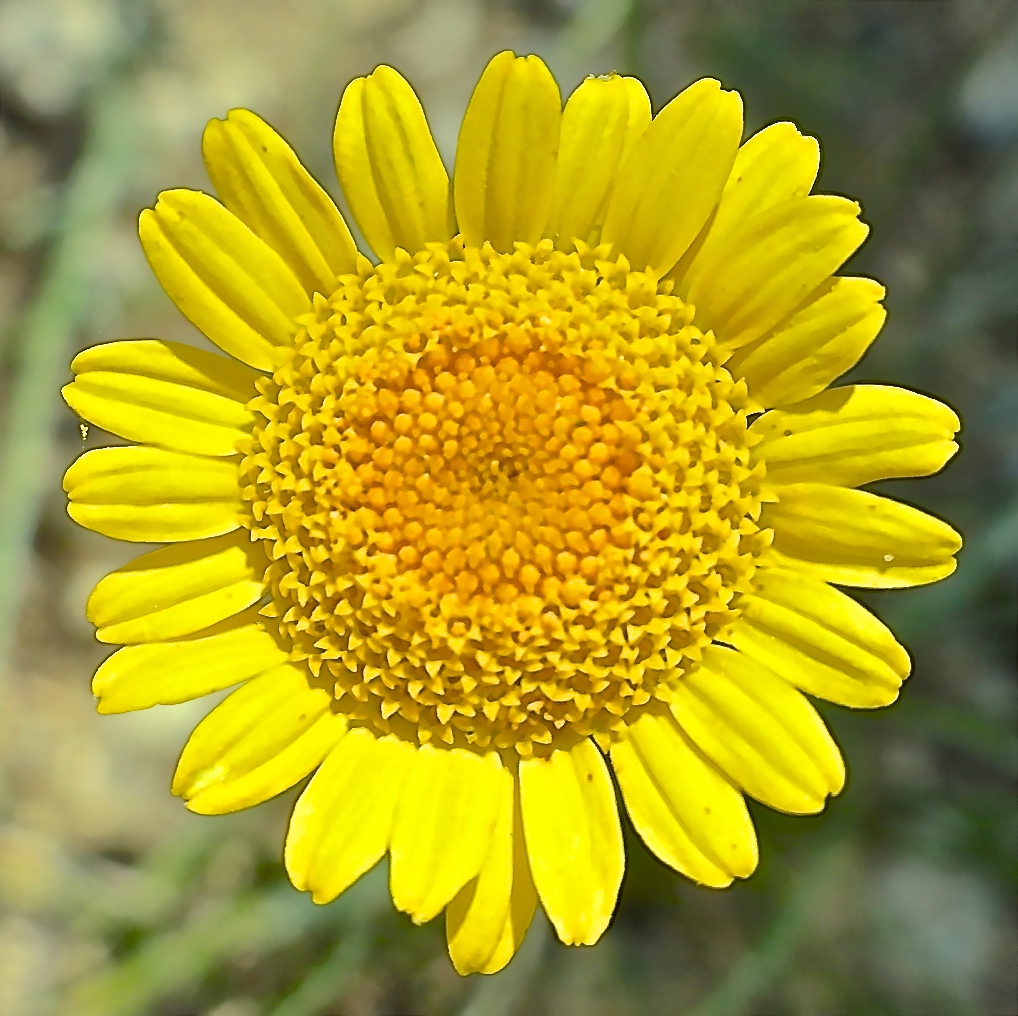 FIORE GIALLO